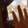 Looking out window