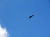 Bird against a bright, blue sky